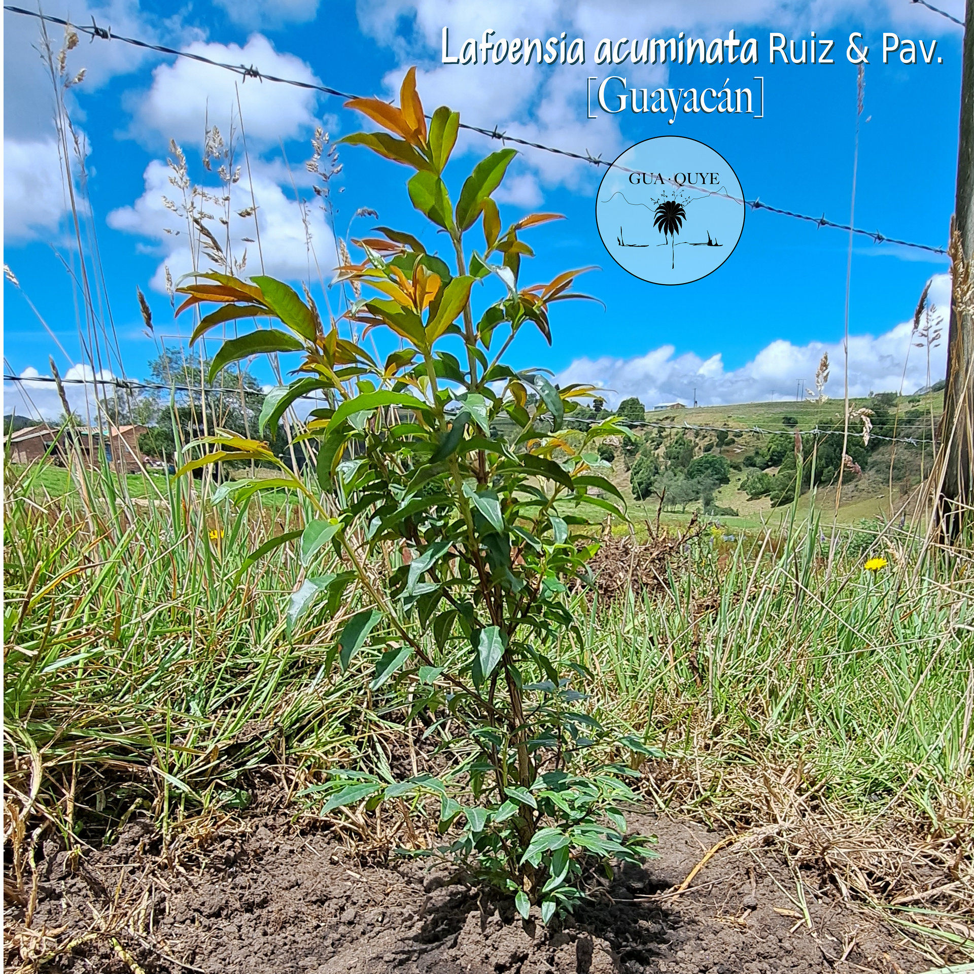 Agroforestry
