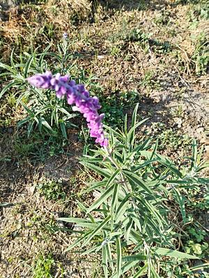 Salvia