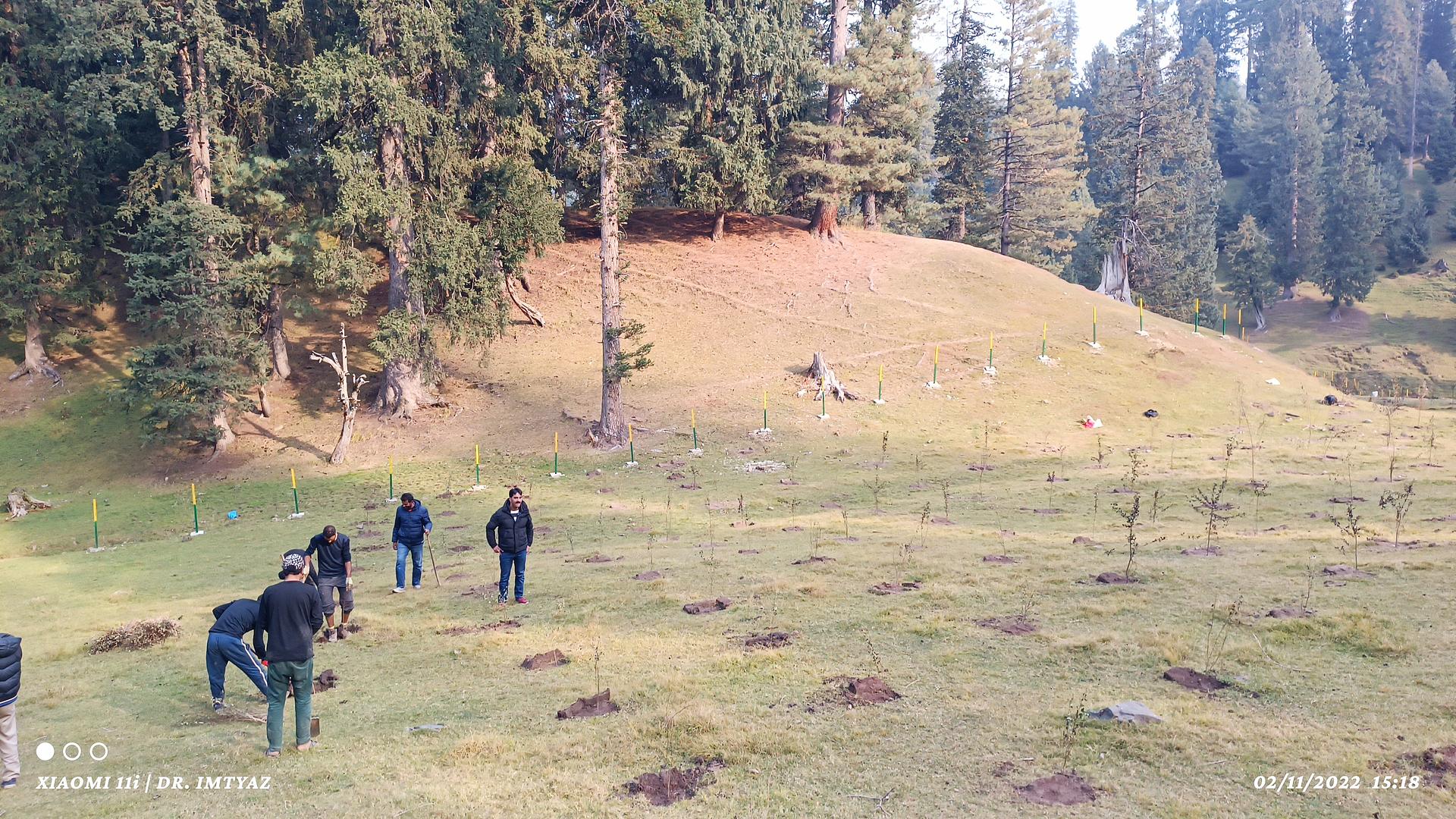 Tree planting