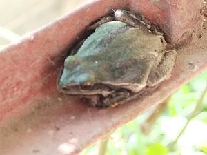 Rana originaria en hoja
