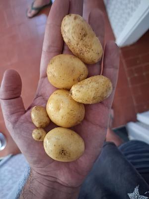 Last Potatoes Harvest