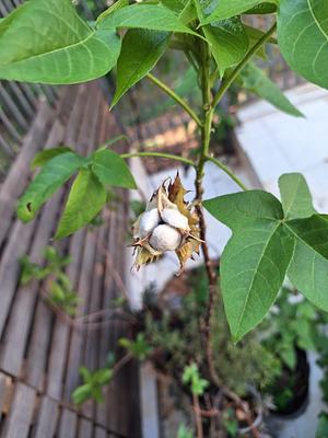 Cotton