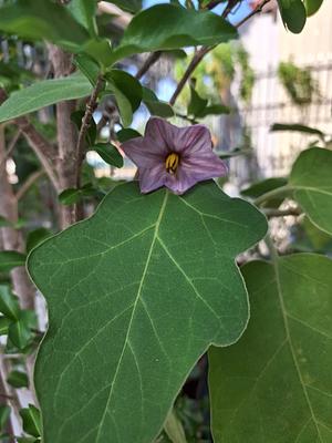 Eggplant (Aubergine) Flower