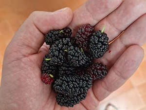 Blackberry picking