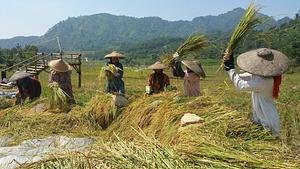 Berani Farm