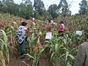 Agroecological intensificationj