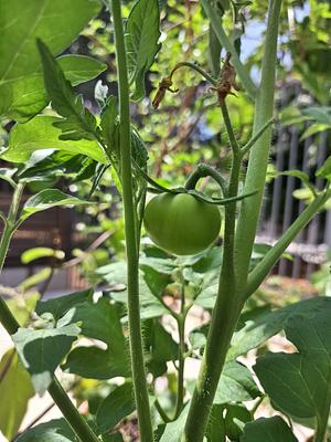 First tomatoes of the year