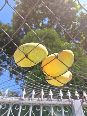 Mango season