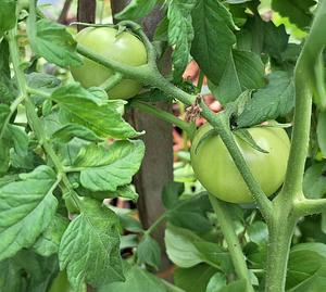 More tomatoes
