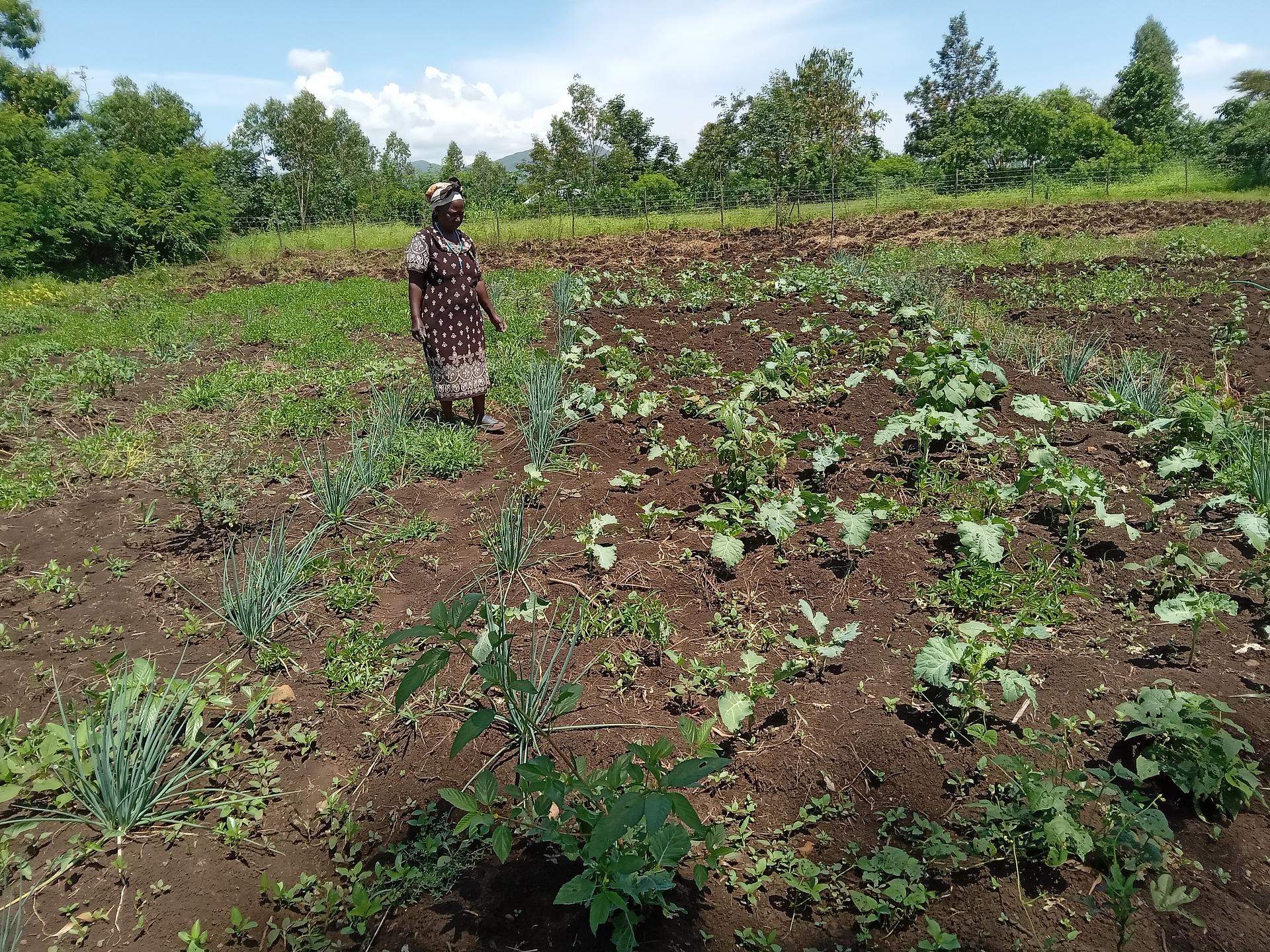 mixed farming