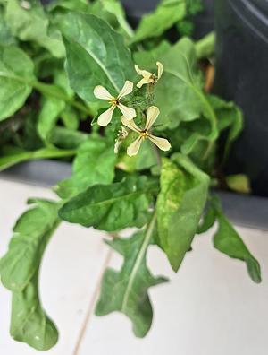 Arugula Flower