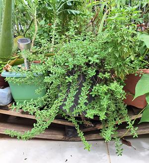 Oregano