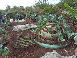 Kitchen garden farming (vegetables),  tree nursery operation, crop farming and livestock farming