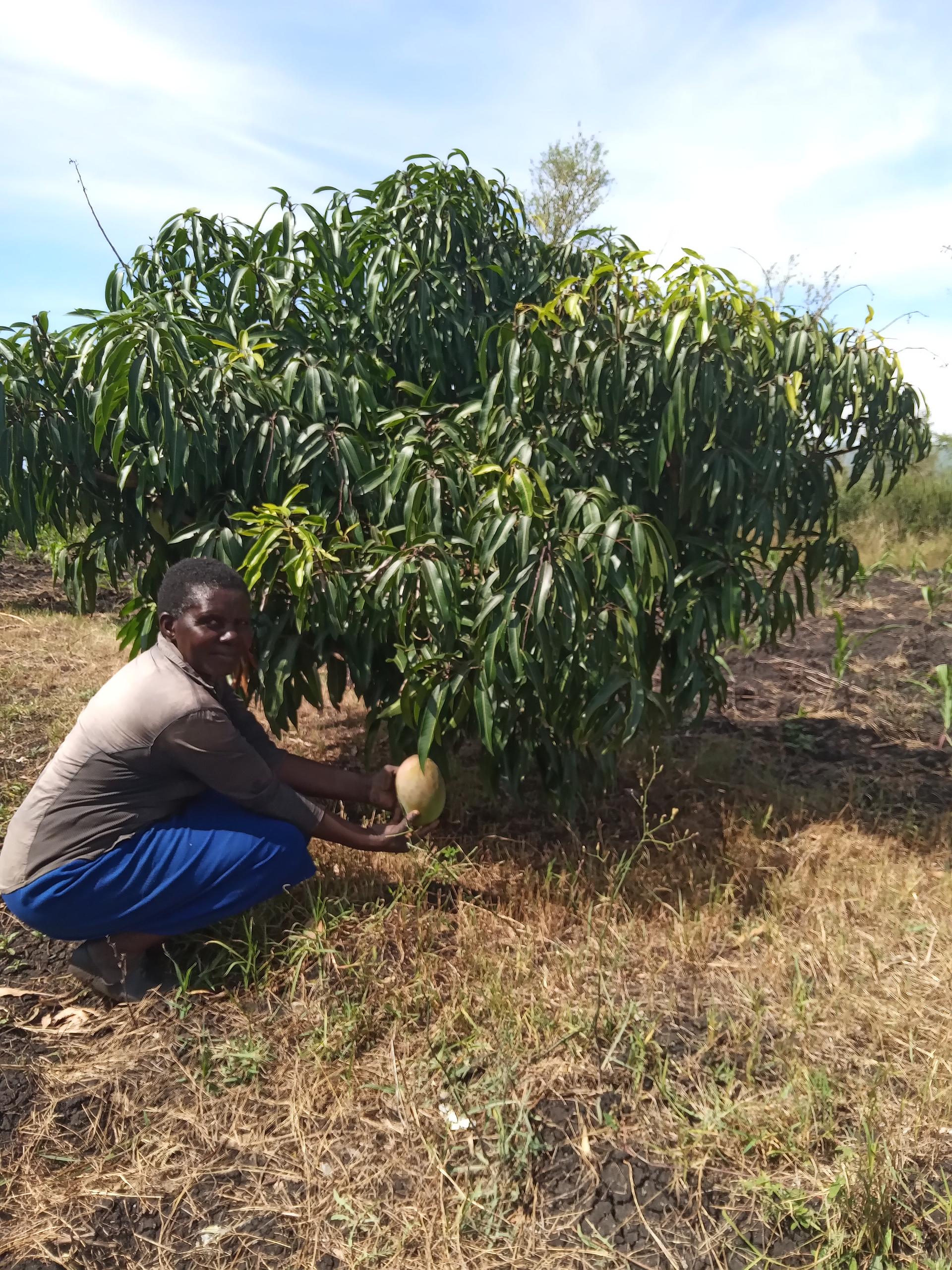 fruit farming, crop farming, livestock farming,