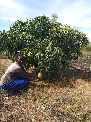 fruit farming, crop farming, livestock farming,