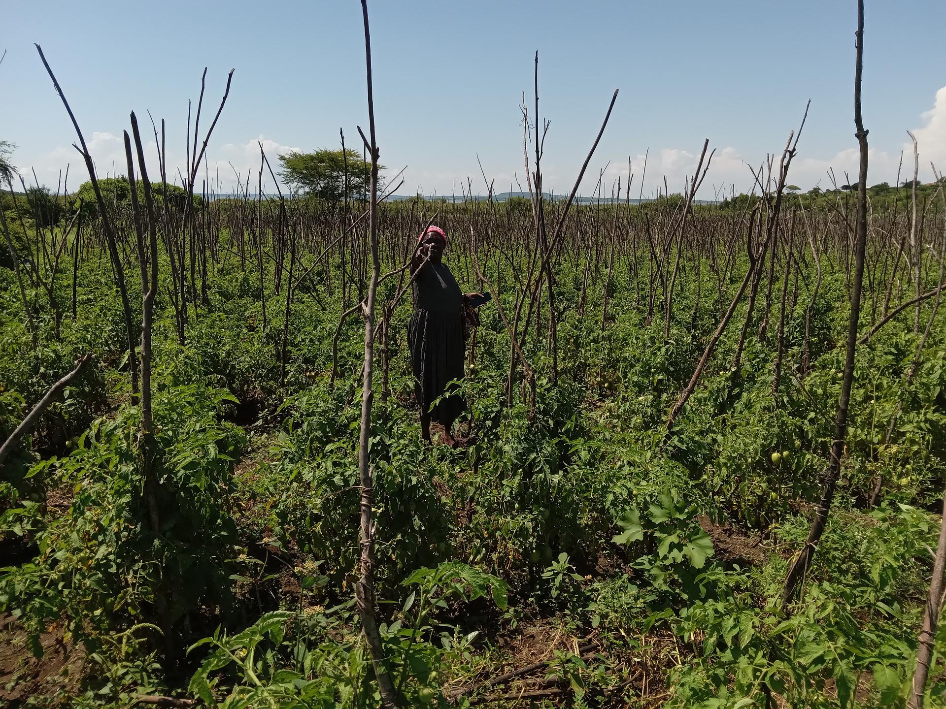 Horticulture farming