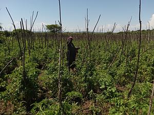 Horticulture farming