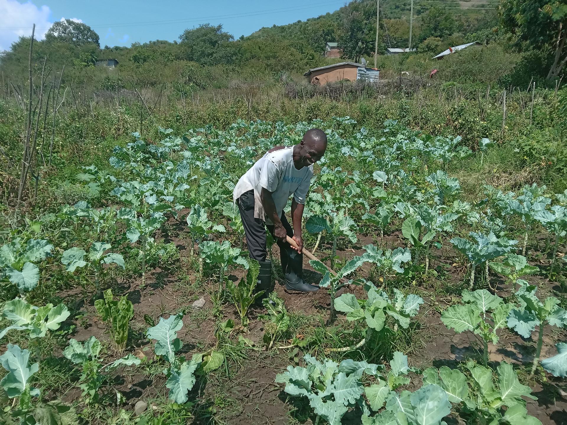horticulture farming