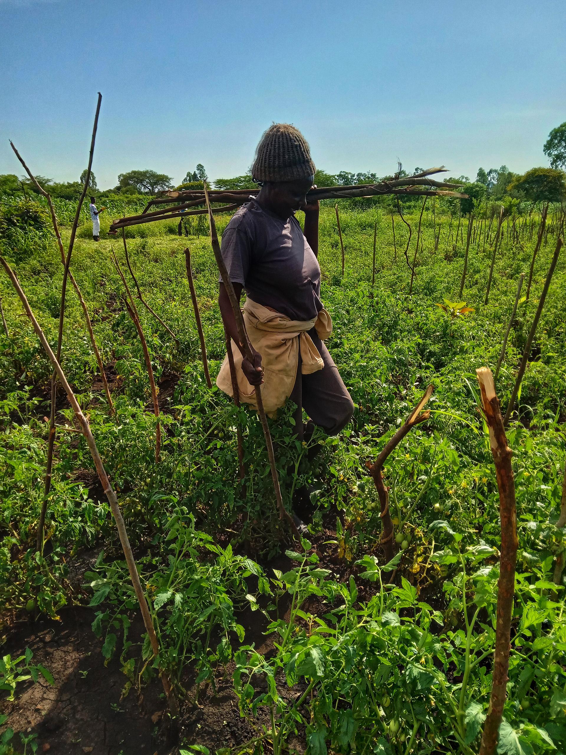 Horticulture farming( tomatoes, vegetables)