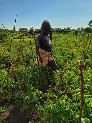 Horticulture farming( tomatoes, vegetables)