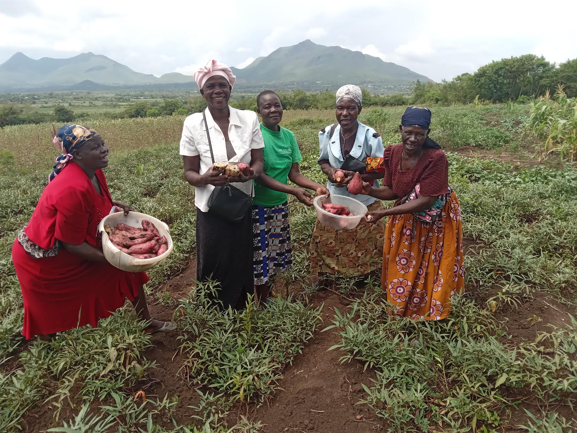 Sweet Potatoes farming
