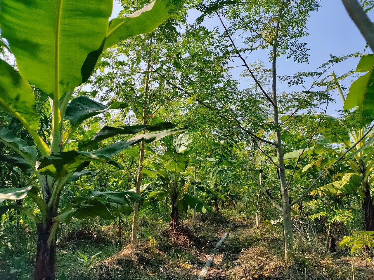Agroforestry and food forest