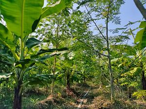 Agroforestry and food forest