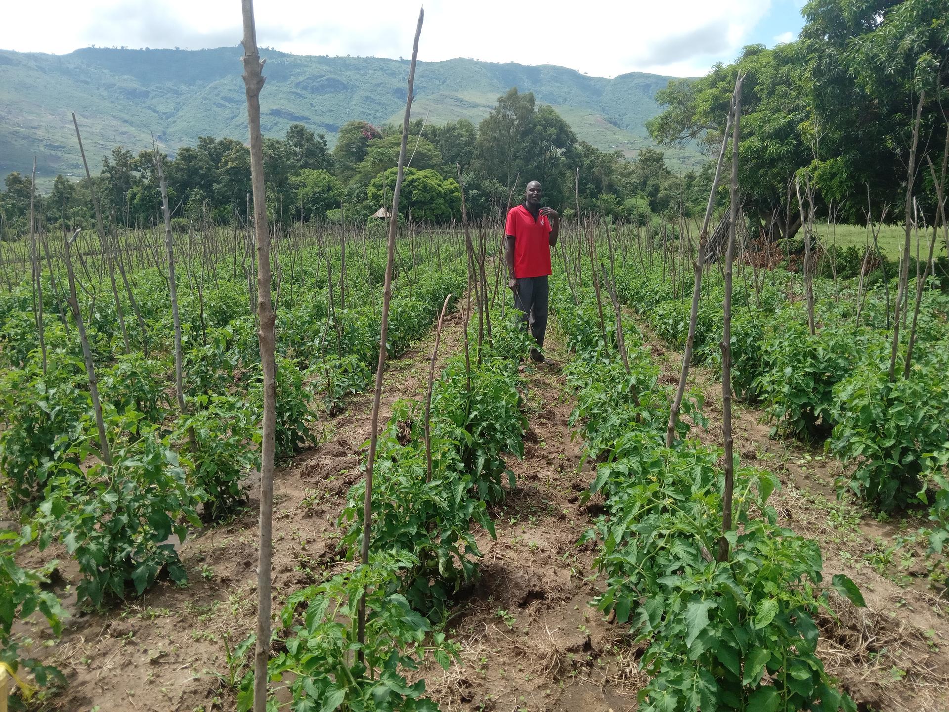 Horticulture farming