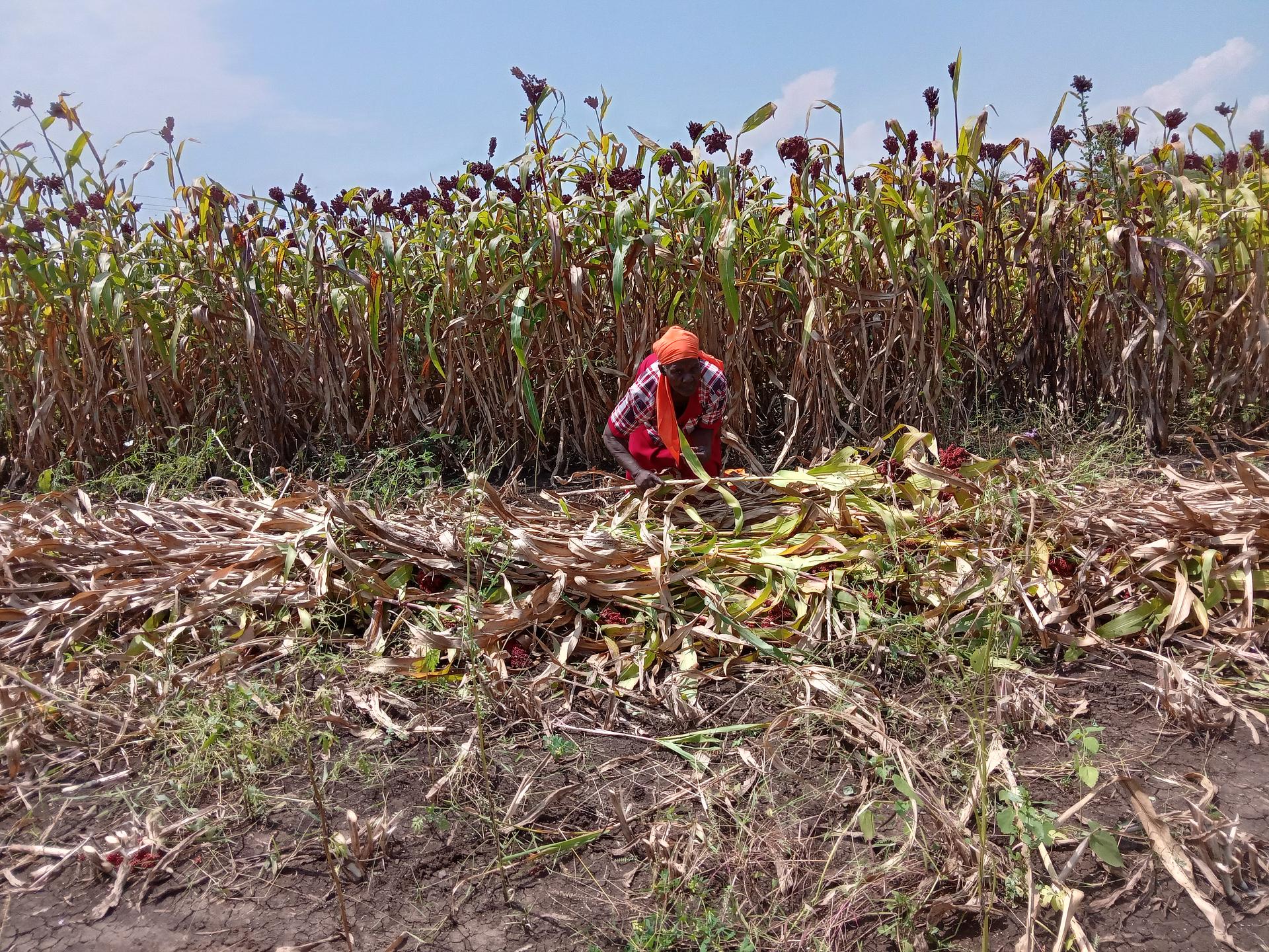 Sorghum farming