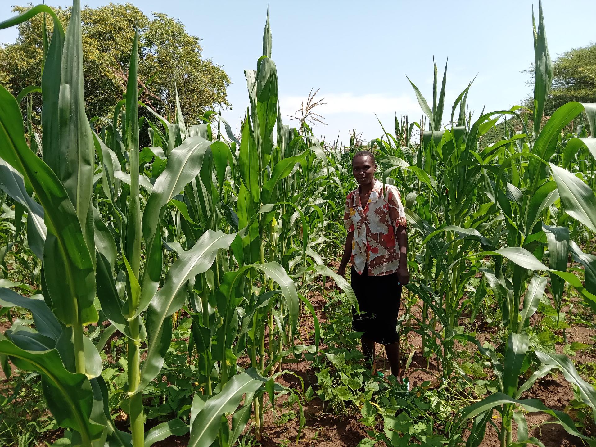 Intercropping Maize and Legumes