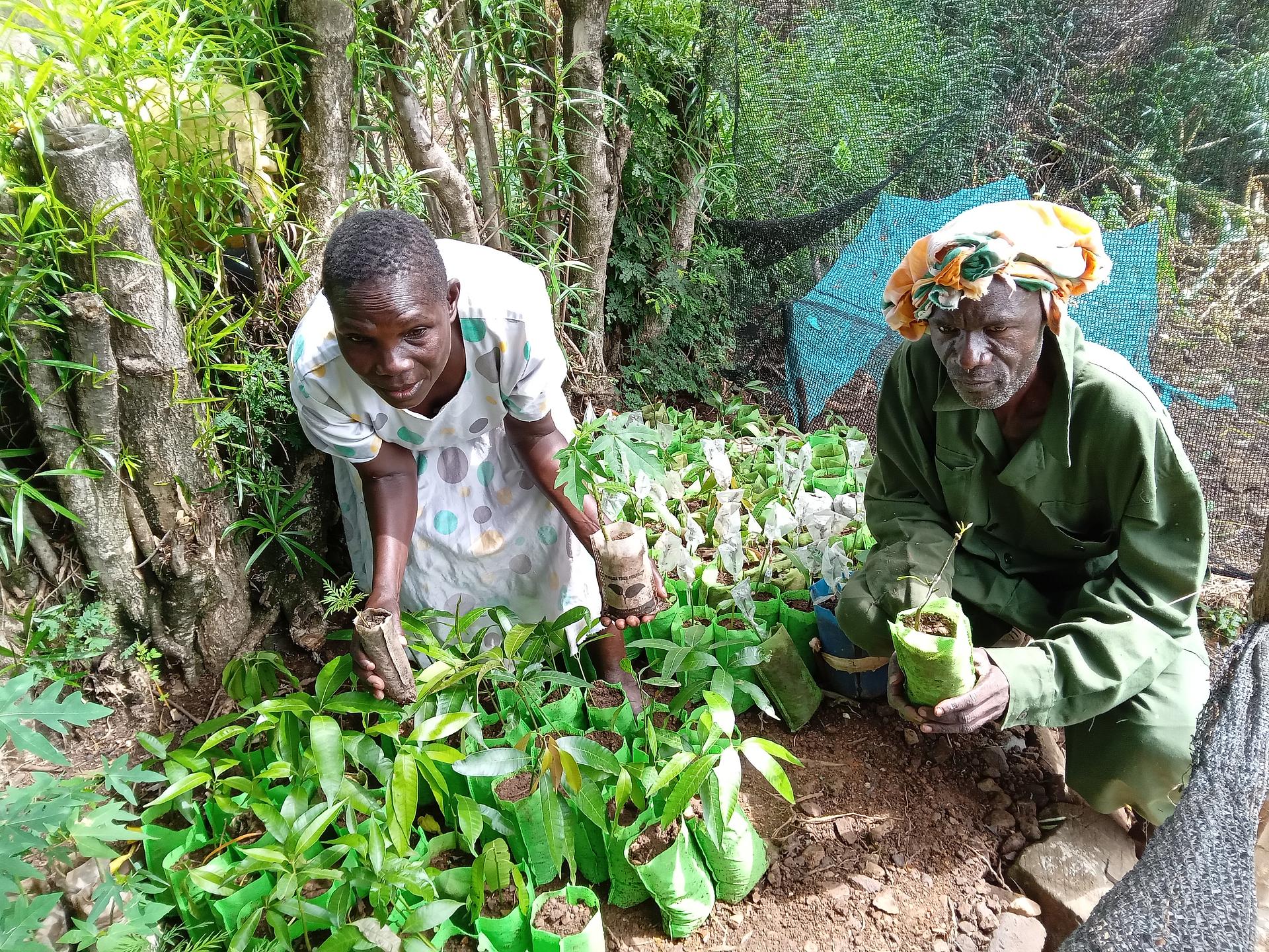 Tree planting
