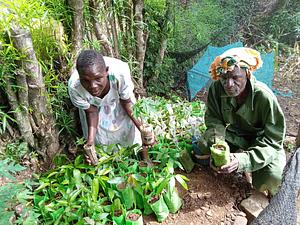 Tree planting