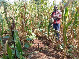 Sulman Akoko on his farm of maize intercropped with pumpkins
