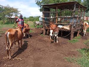Sulman Akoko's livestock