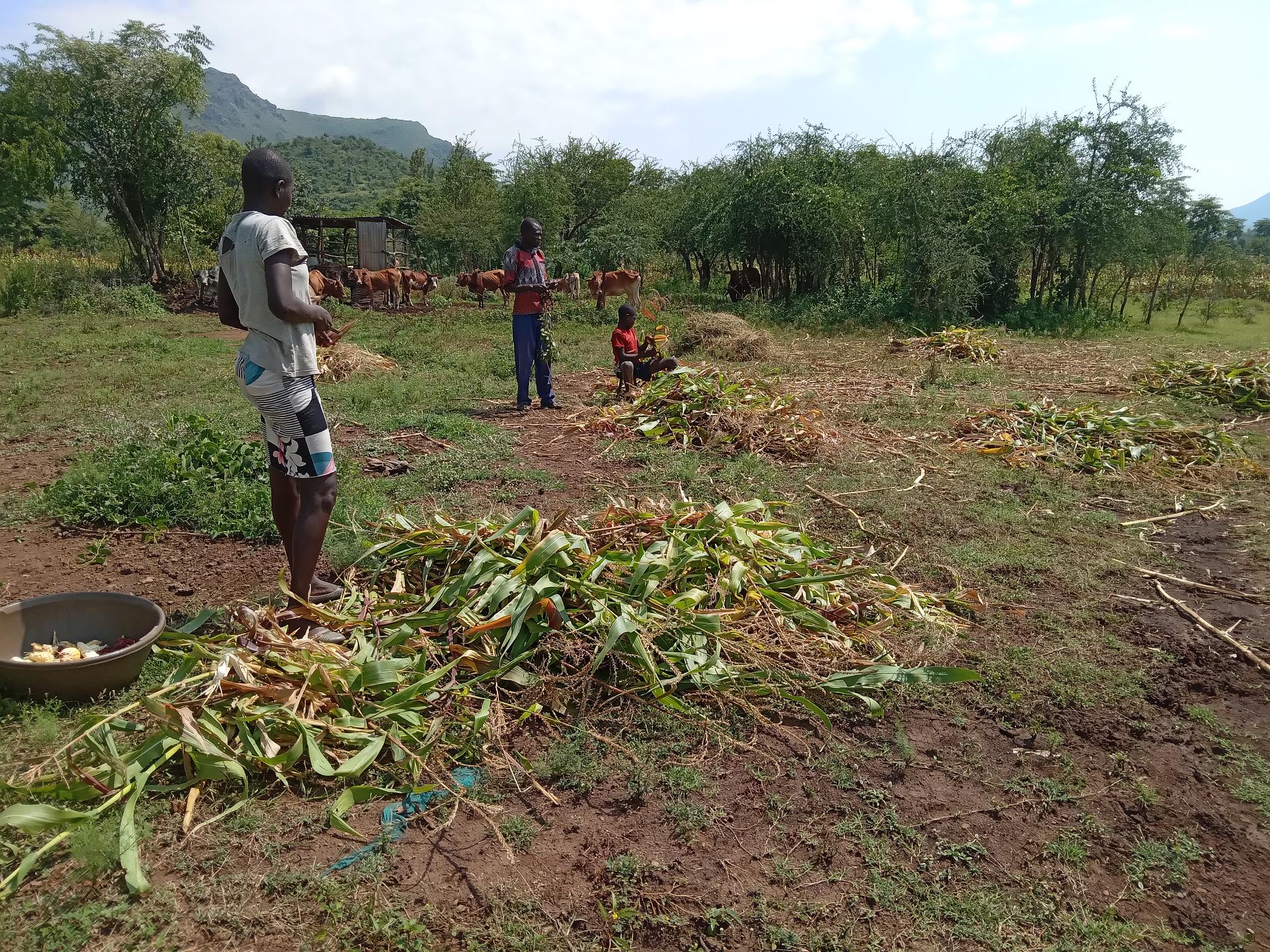 Mixed farming