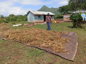 Sulman Akoko drying crop residues for use as manure on farm