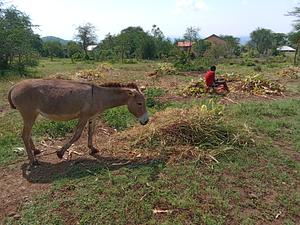 Preserving crop residues for animal feeds