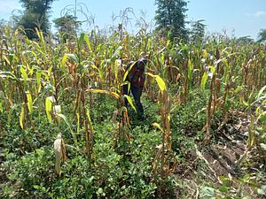 Sulman Akoko on his farm of maize intercropped with groundnuts