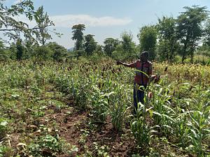 Sulman Akoko's sorghurm and vegatable farm