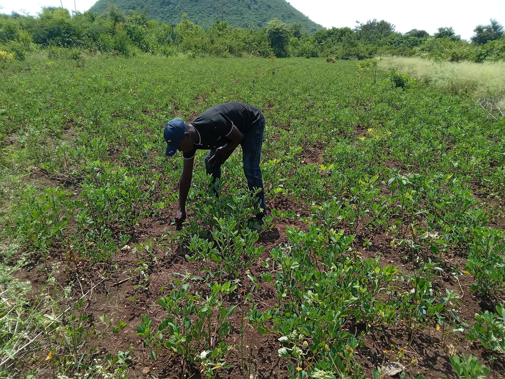 Contribution of groundnut residues to soil nitrogen