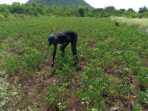 Contribution of groundnut residues to soil nitrogen