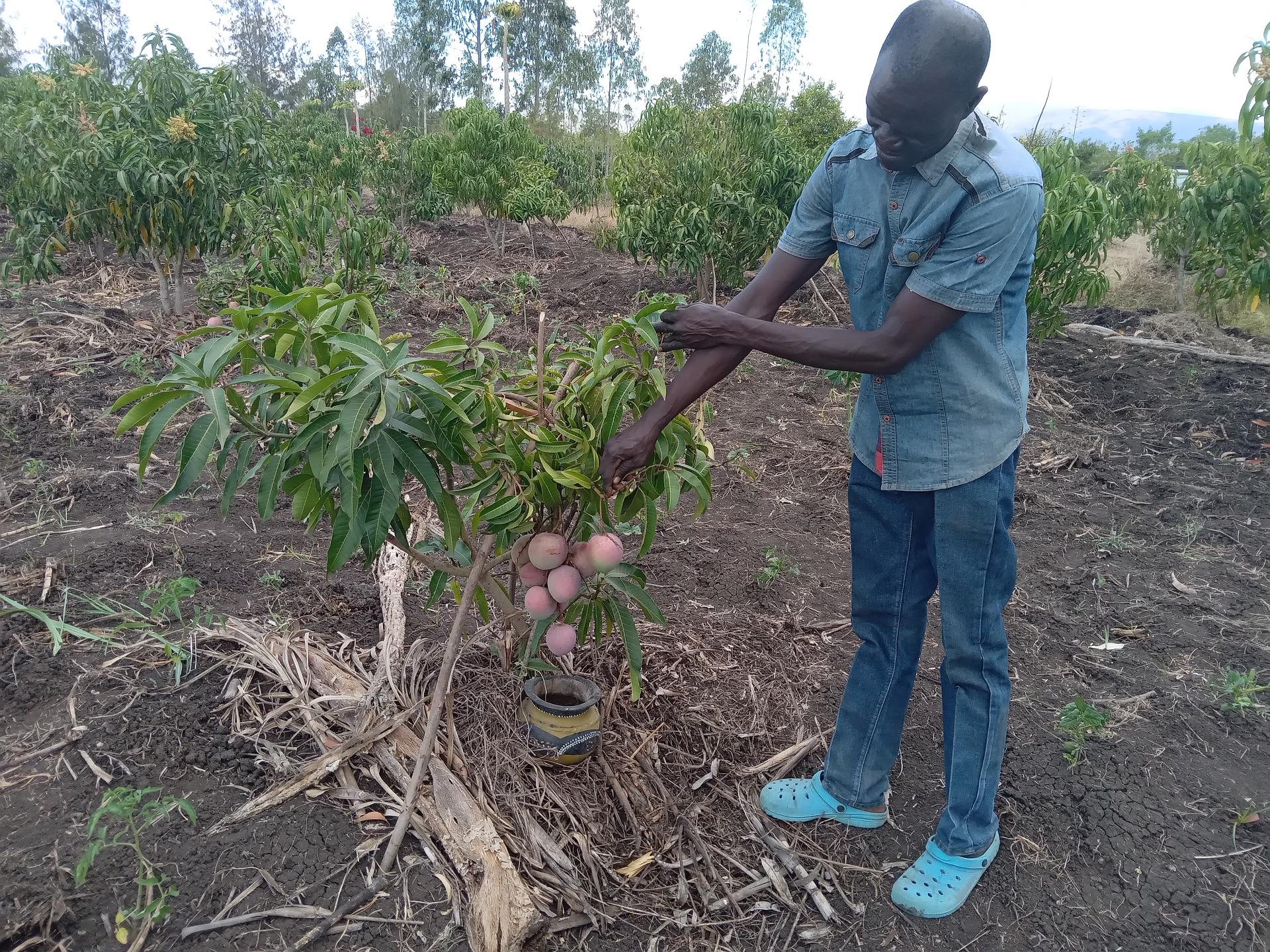 Grafted Fruits farming for increased production