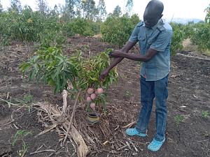 Grafted Fruits farming for increased production