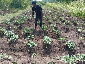 sweet potato farm