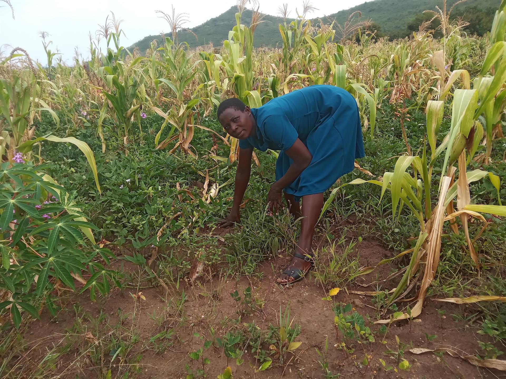 Intercropping of maize, sweet potatoes and cassavas.