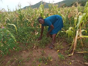 Intercropping of maize, sweet potatoes and cassavas.