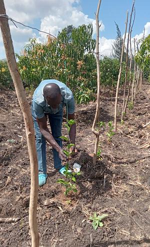 Peter Agida at his passion fruits farm
