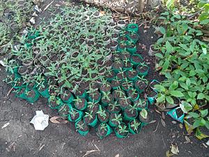 some of the seedlings at Walter's tree nursery