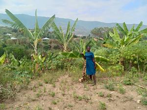 Cassava and banana plantation