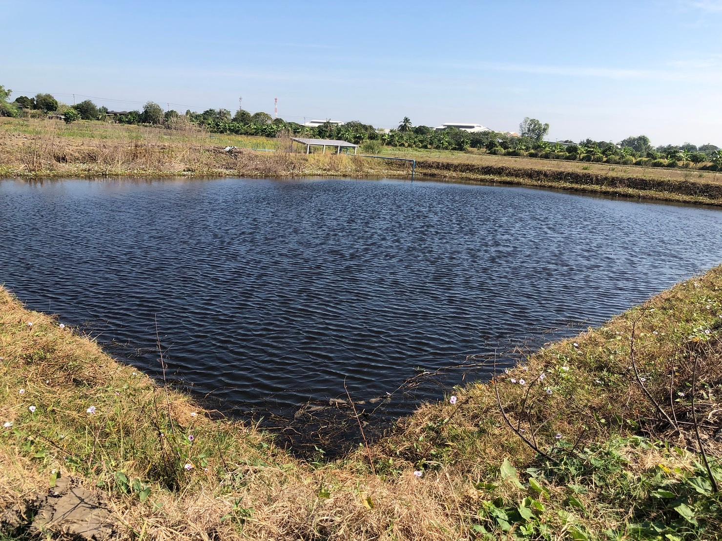 Soil and Water Restoration in Wetlands
